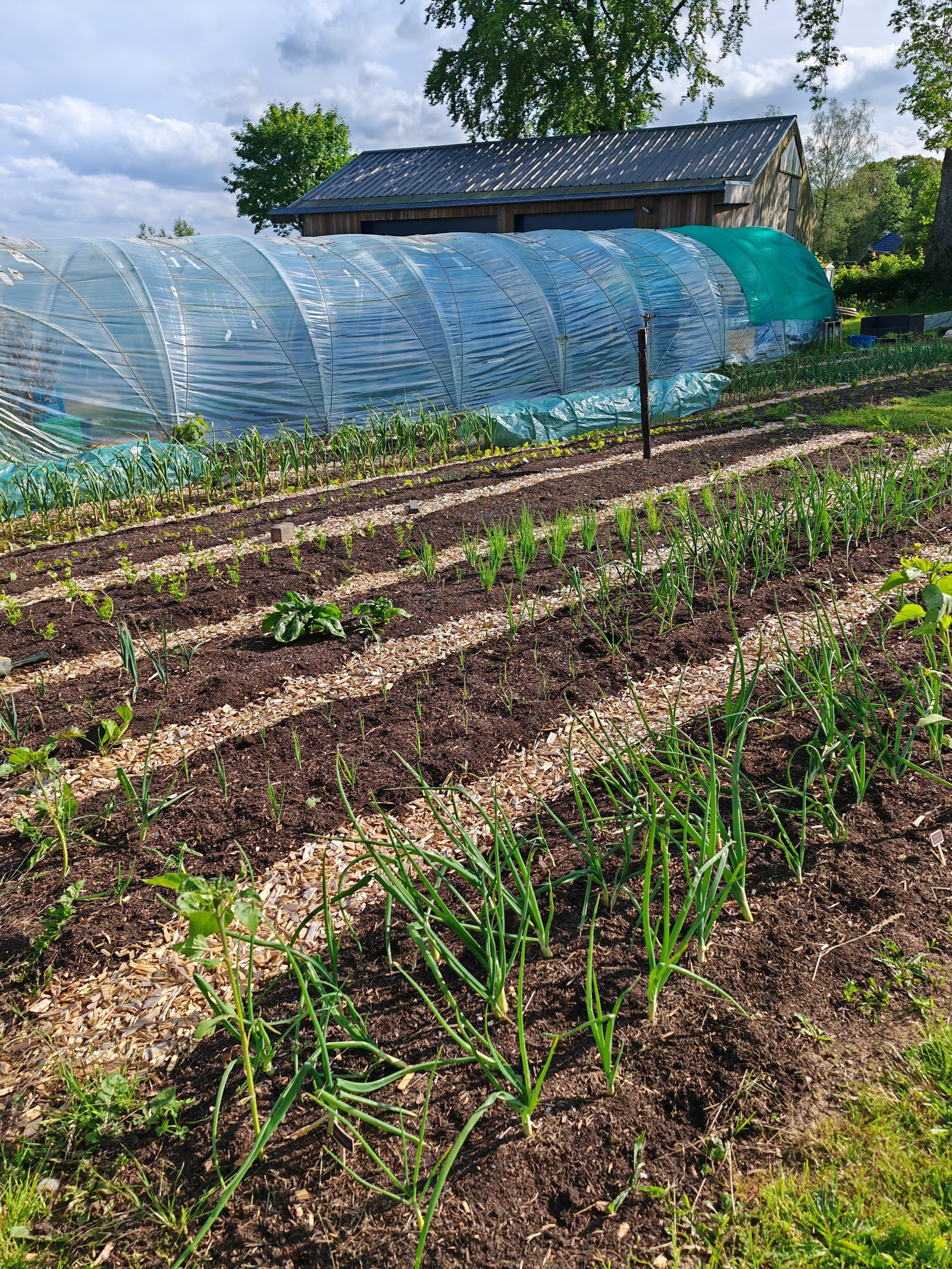 Frischer Garten in der Eifel – saisonales Gemüse direkt vom Feld
